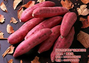 深圳農副產品配送專家 宏鴻禽蛋農副產品配送廠家的服務與價值